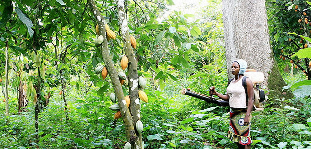 cameroun_-_cacao_loffe_plantation_cacao
